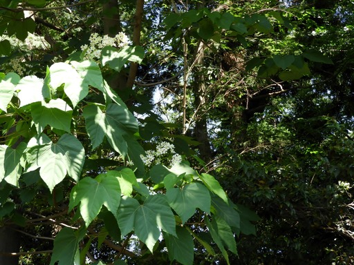 アブラギリ 花 2018.05.22 001