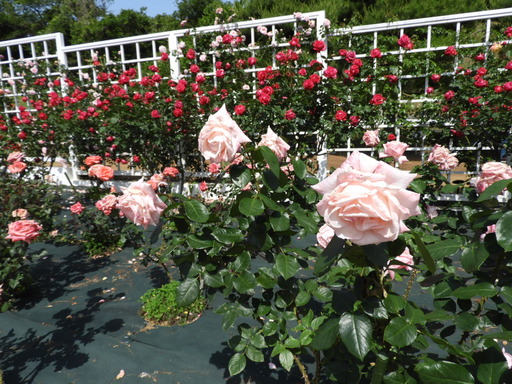 生田緑地ばら苑 072