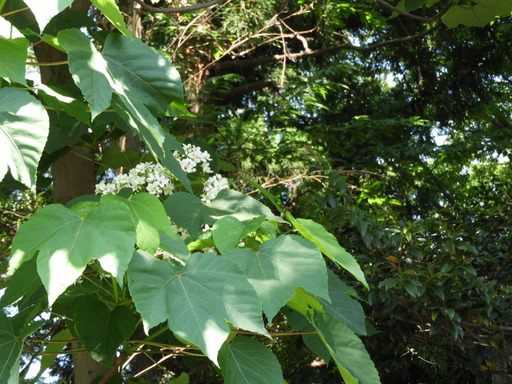 アブラギリ 花 2018.05.22 002