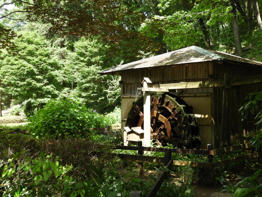 薬師池公園 ショウブ 007