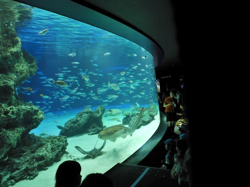 池袋サンシャイン水族館 010