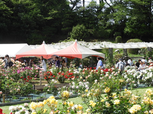 生田緑地ばら苑 083