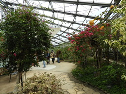 098ブーゲンビリア