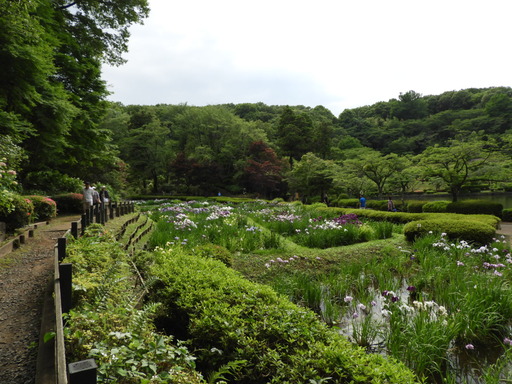薬師池公園 ショウブ 098