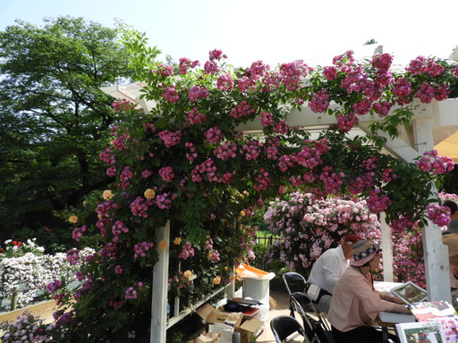 生田緑地ばら苑 060