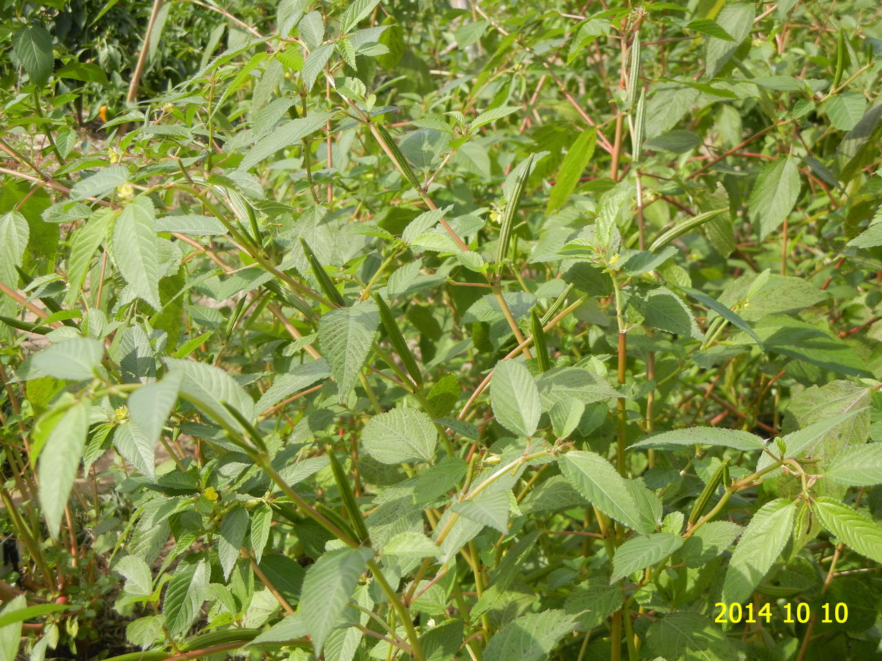 シカクマメ 四角豆 とモロヘイヤ 花 を ひ ろ う