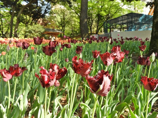 横浜公園 チューリップ 072