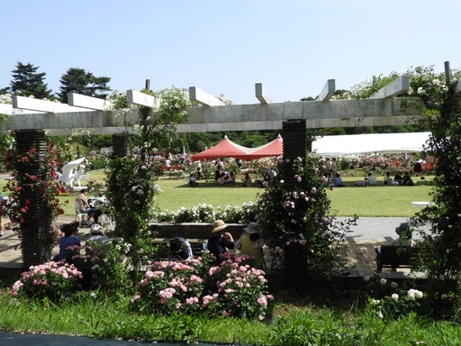 生田緑地ばら苑 027