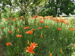 日比谷花壇大船フラワーセンター 021