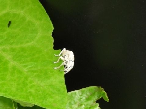 004シロコブゾウムシ