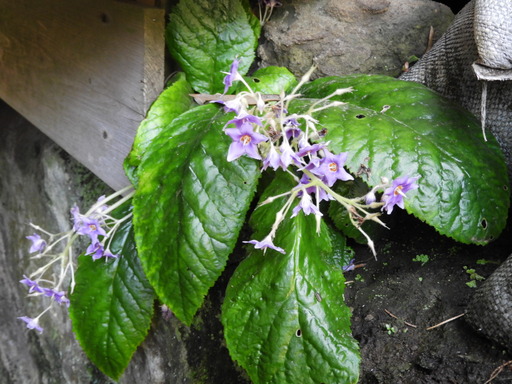 鎌倉 十二所神社 025イワタバコ