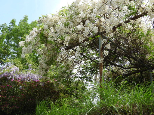 四国 218フジ 白花