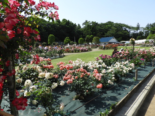 生田緑地ばら苑 069