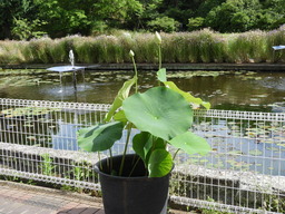 日比谷花壇大船フラワーセンター ハス 020