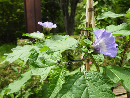 金沢自然公園 038オオセンナリ実