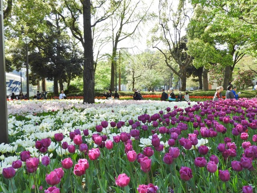 横浜公園 チューリップ 059
