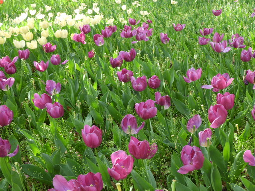 横浜公園 チューリップ 014
