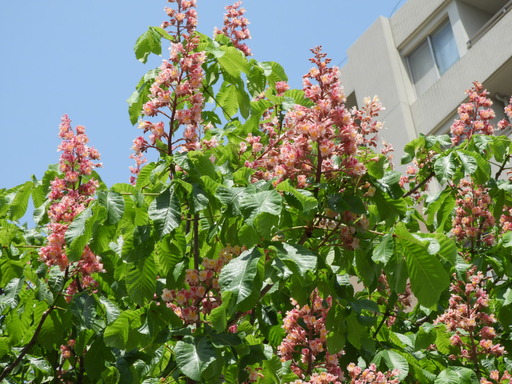 011ベニバナトチノキ 花