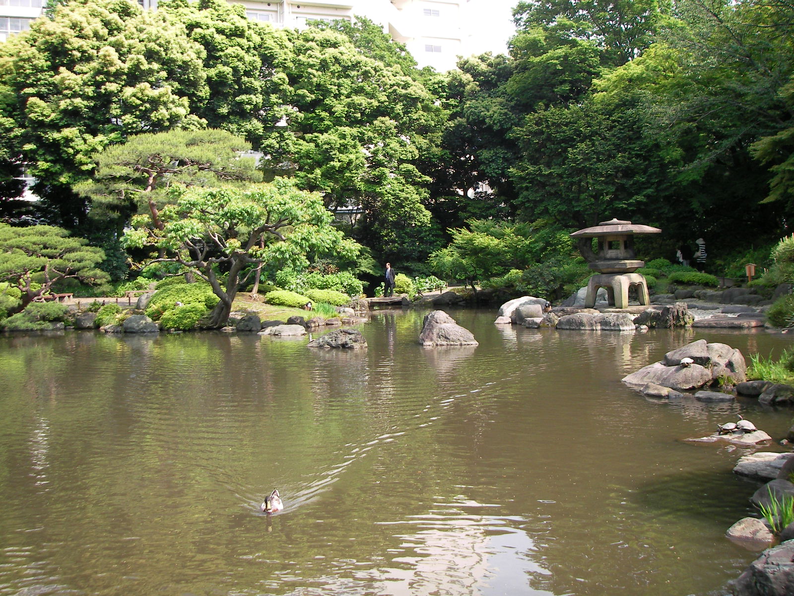 旧古河邸 日本庭園 しいのみ日記