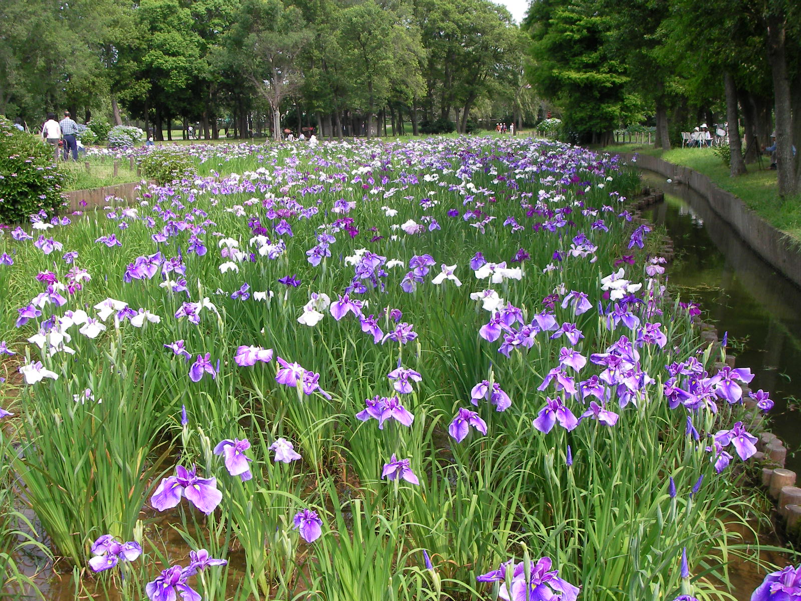 水元公園 ハナショウブ観察会 しいのみ日記