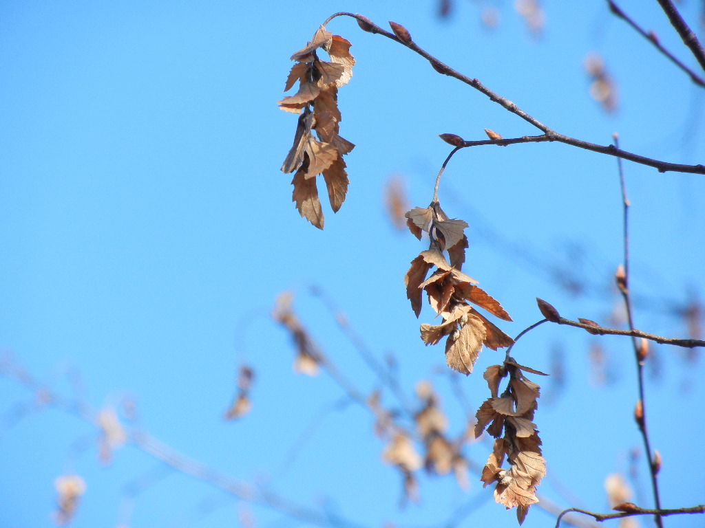 イヌシデ 実 葉 しいのみ日記