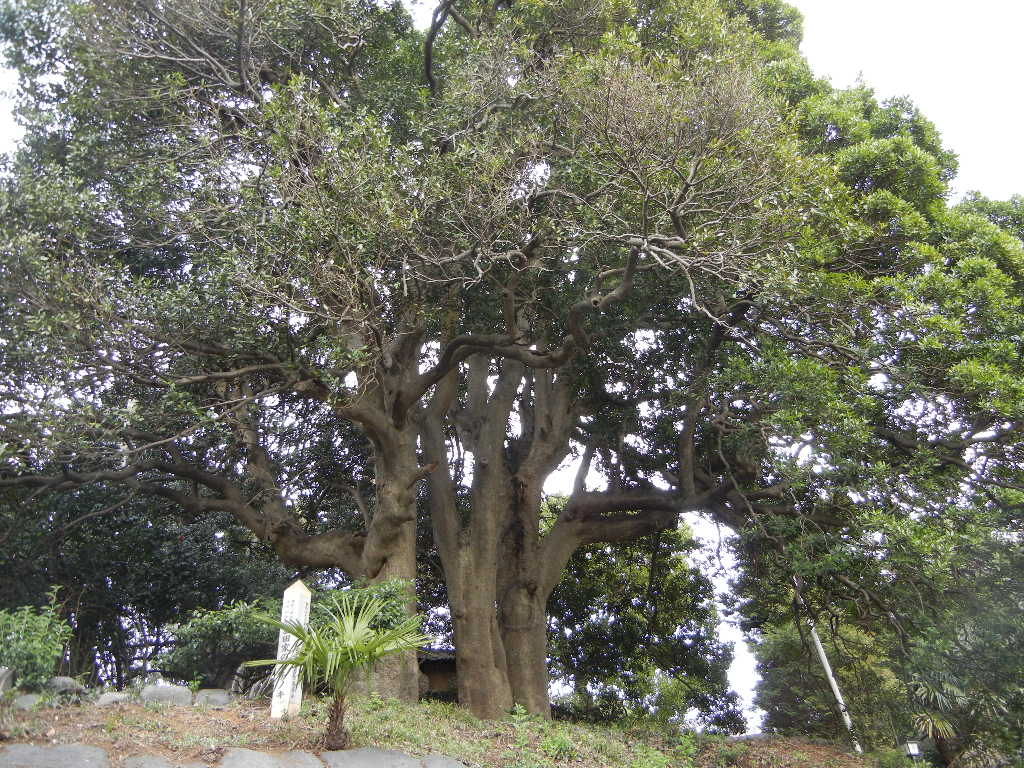 益田家のモチノキと大山道道標 横浜市戸塚区柏尾町 しいのみ日記 益田家のモチノキと大山道道標 横浜市戸塚区柏尾町 しいのみ日記