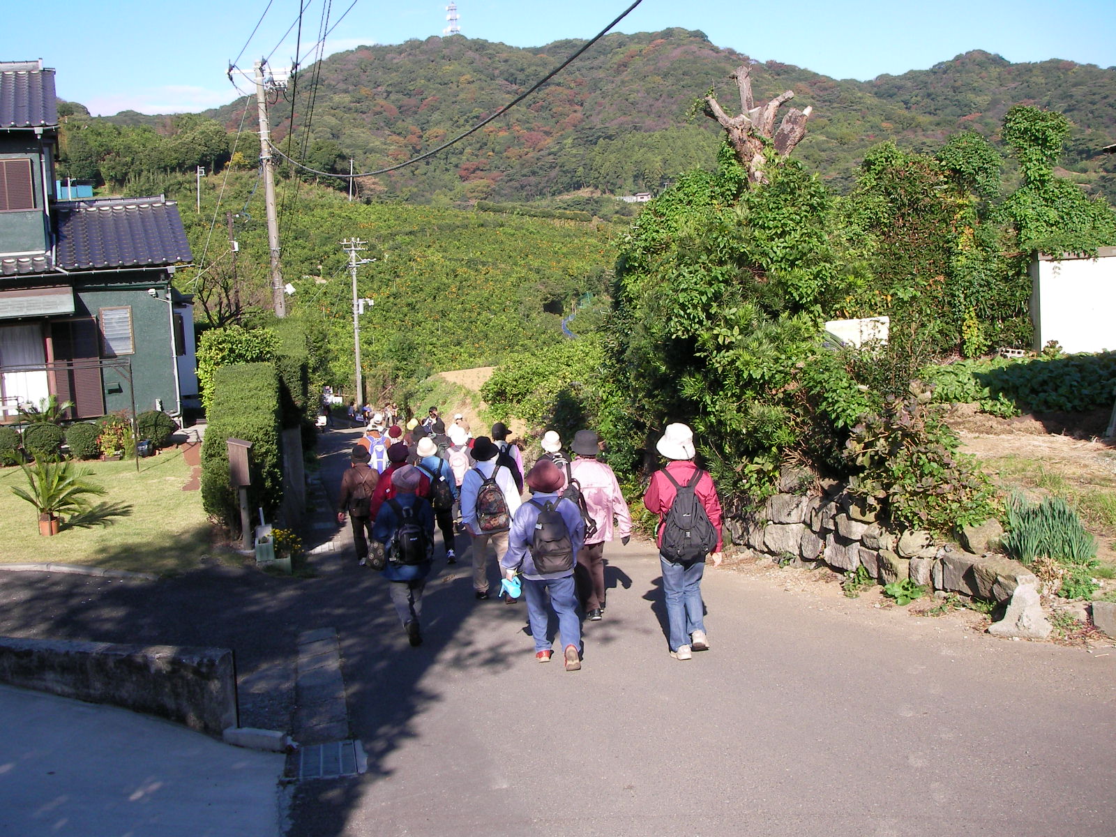 三浦 京急津久井浜みかん狩り しいのみ日記