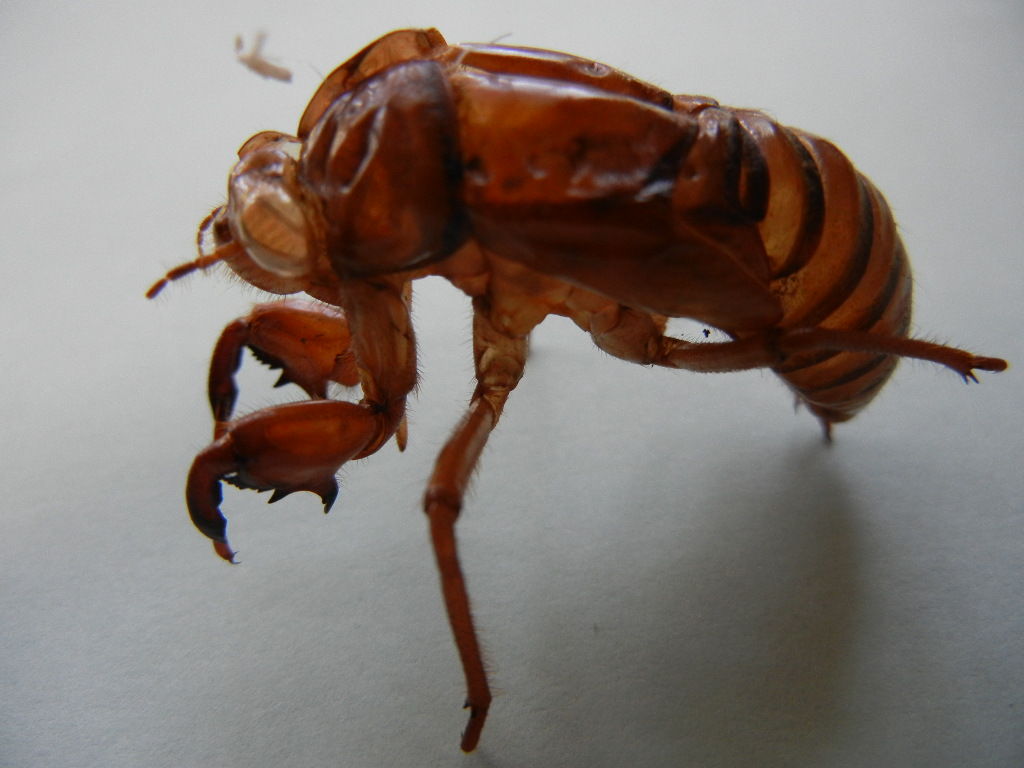 今年のセミは なぜ遅いの しいのみ日記