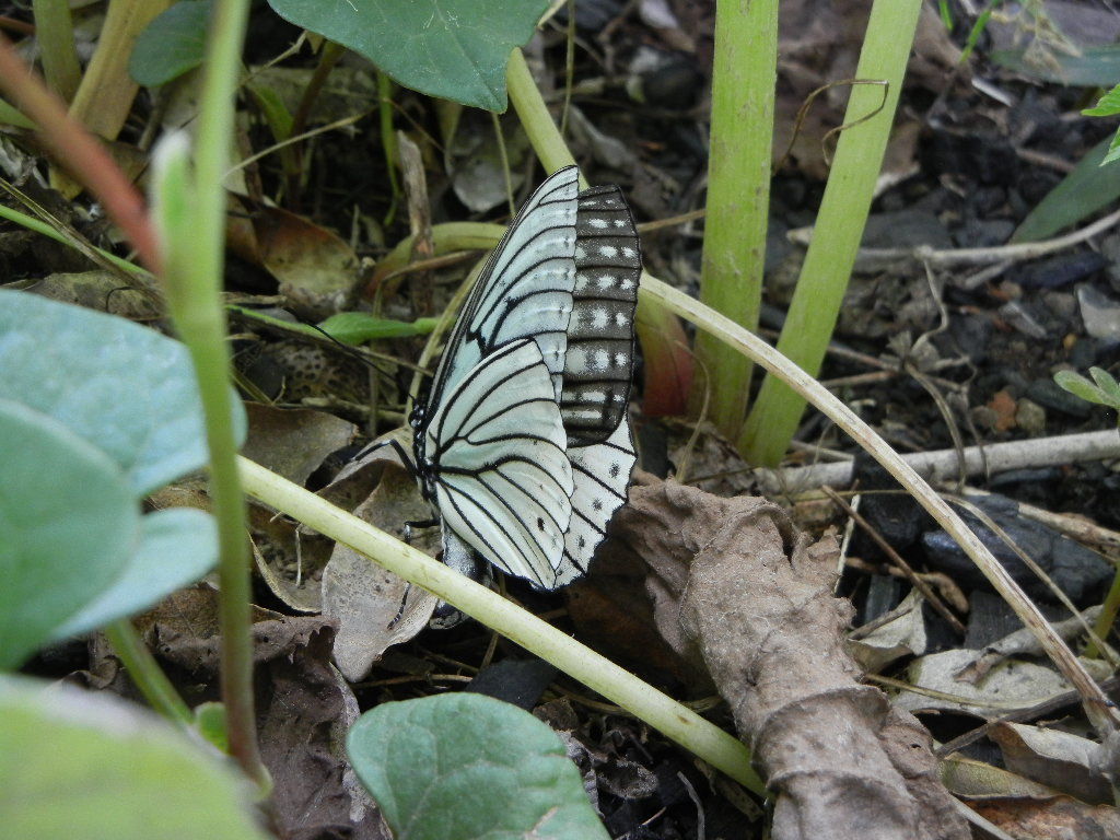 アカボシゴマダラ 春型 オオゴマダラ しいのみ日記