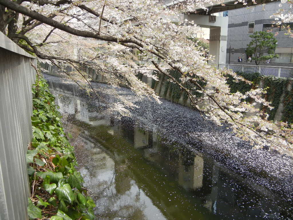 江戸川公園 新江戸川公園 しいのみ日記