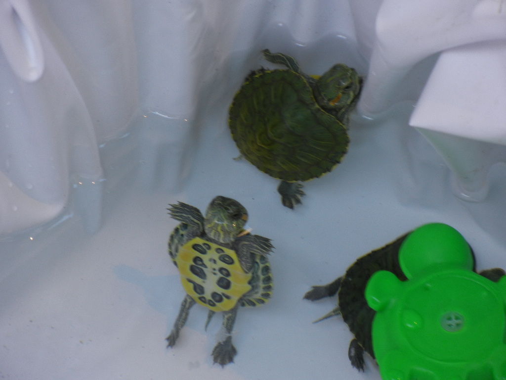 ミシシッピーアカミミガメのこども ミドリガメ しいのみ日記