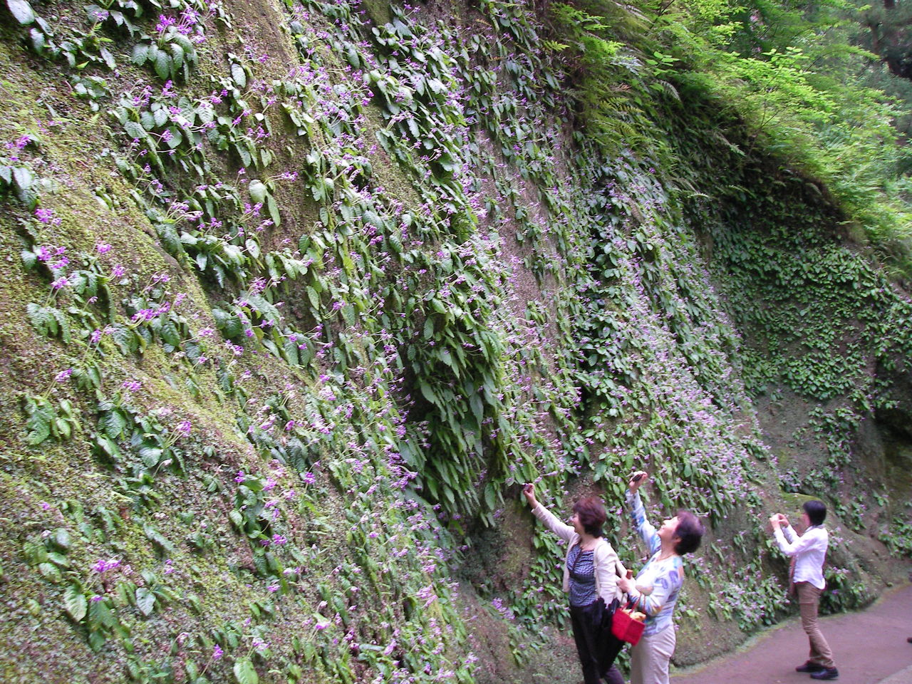イワタバコ 鎌倉 東慶寺 しいのみ日記 イワタバコ 鎌倉 東慶寺 しいのみ日記