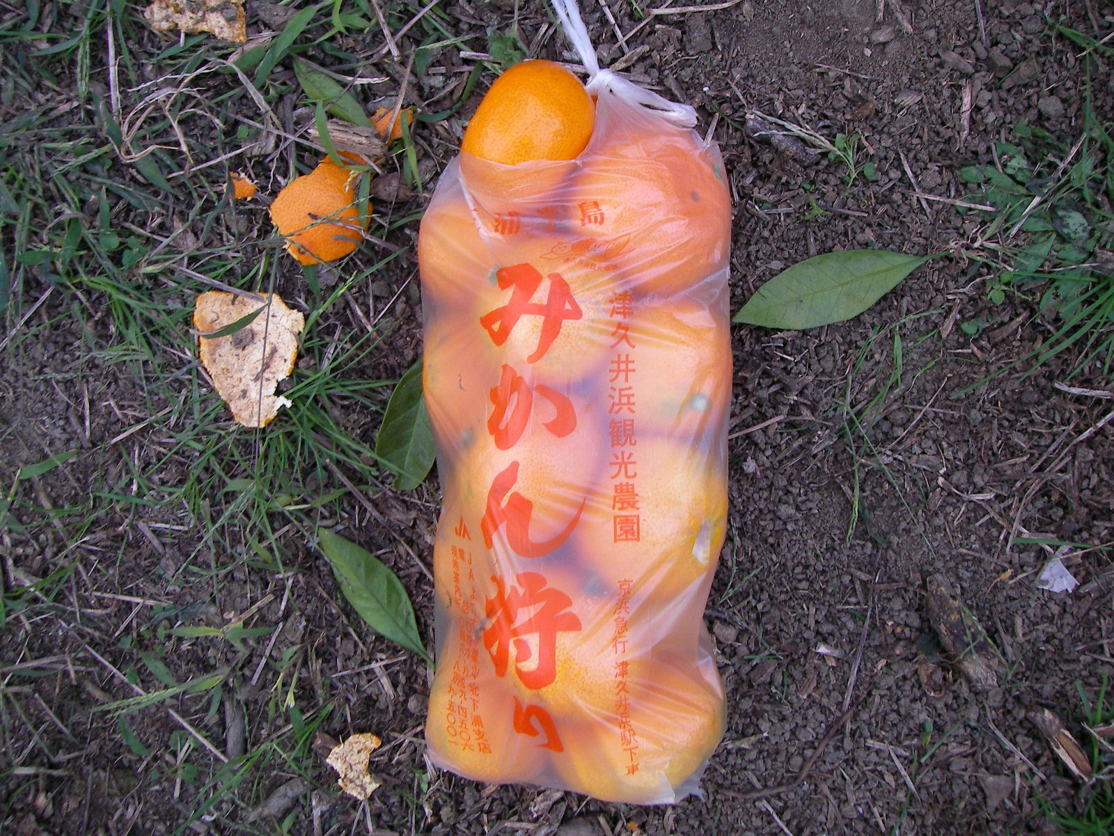 三浦 京急津久井浜みかん狩り しいのみ日記
