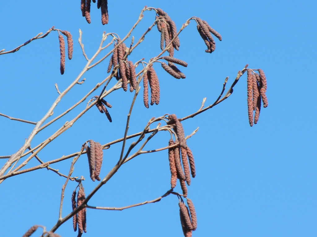 ハンノキ雄花序 トチノキ冬芽 しいのみ日記