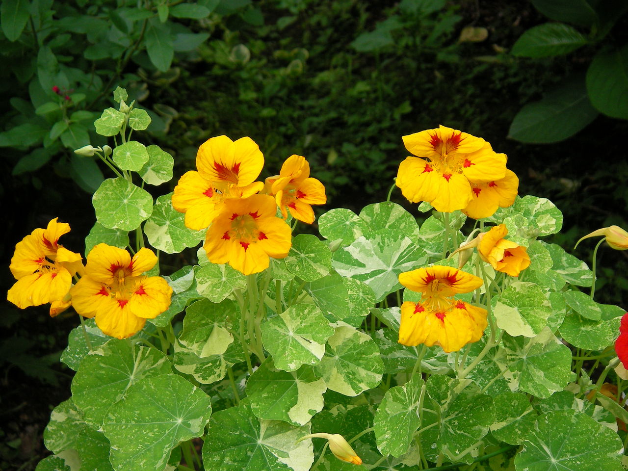 ナスタチウム しいのみ日記 ナスタチウム しいのみ日記