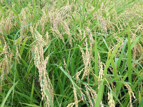 F_rice