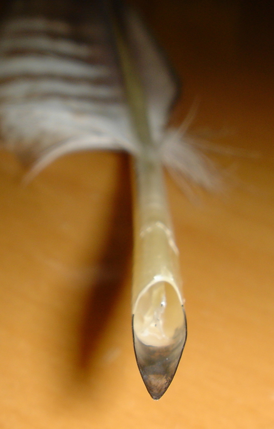 続 羽根ペン 西鹿庵 さいろくあん ラボ外雑記帳