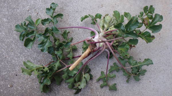 ハマボウフウ食い尽くし 西鹿庵 さいろくあん ラボ外雑記帳 ハマボウフウ食い尽くし 西鹿庵 さいろくあん ラボ外雑記帳