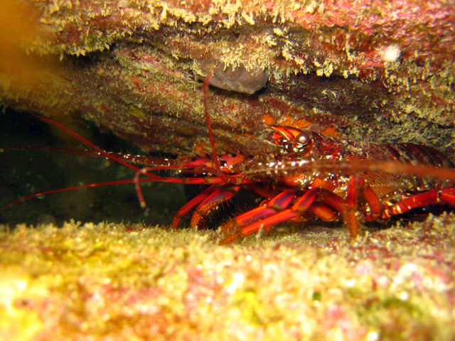 甲殻 類 アレルギー