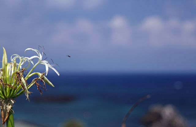 大浦浜ゆう