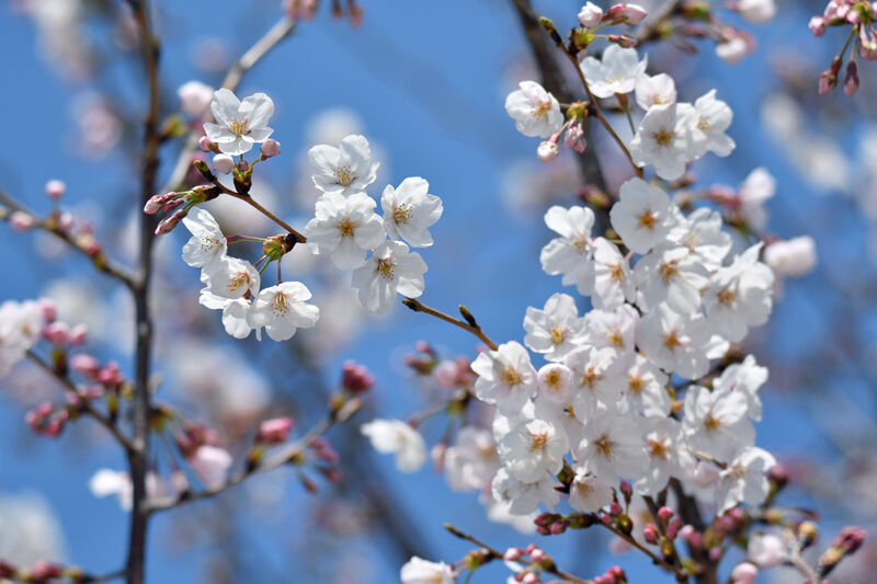 青空 桜 そして野鳥 高松の星空と旬の話題 青空 桜 そして野鳥 高松の星空と旬の話題