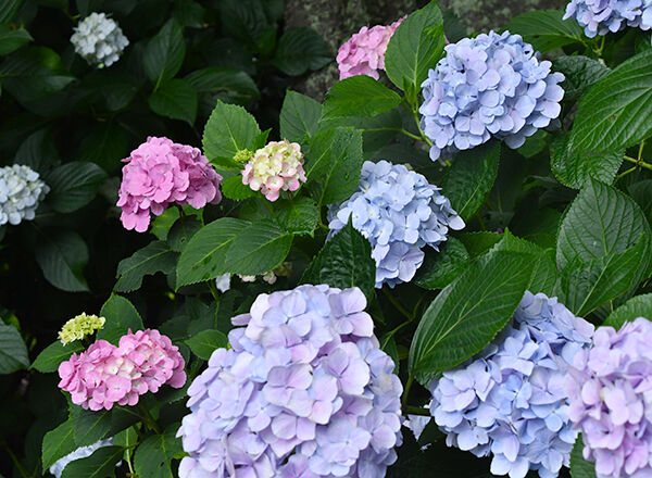 人気の紫雲出山 紫陽花 高松の星空と旬の話題 人気の紫雲出山 紫陽花 高松の星空と旬の話題