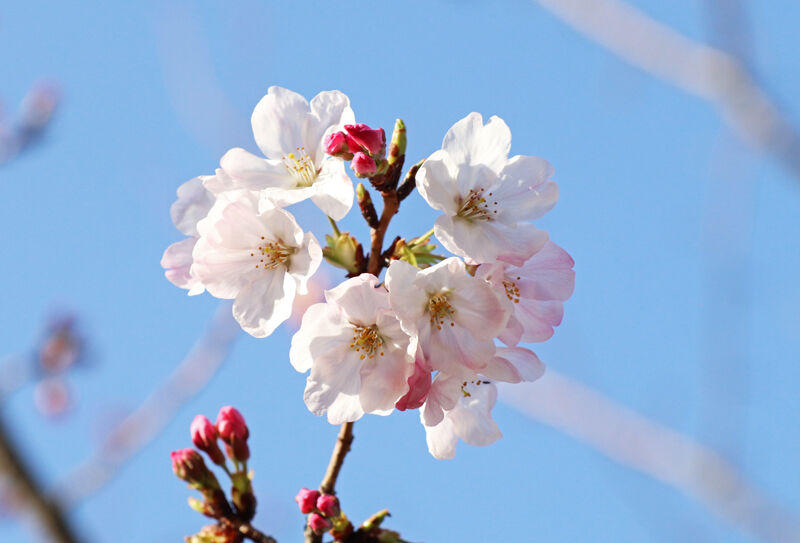 速報 玉藻公園 桜事情 高松の星空と旬の話題