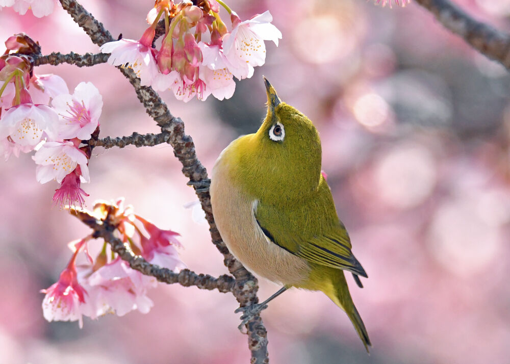満開の寒桜とメジロ乱舞 高松の星空と旬の話題