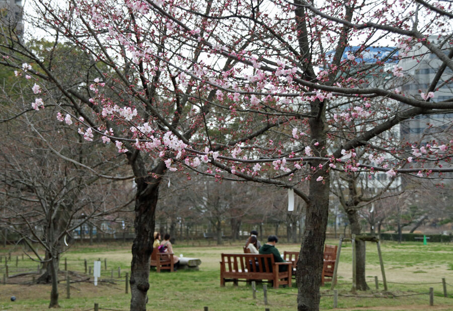 速報 高松城 玉藻公園 桜情報 高松の星空と旬の話題 速報 高松城 玉藻公園 桜情報 高松の星空と旬の話題