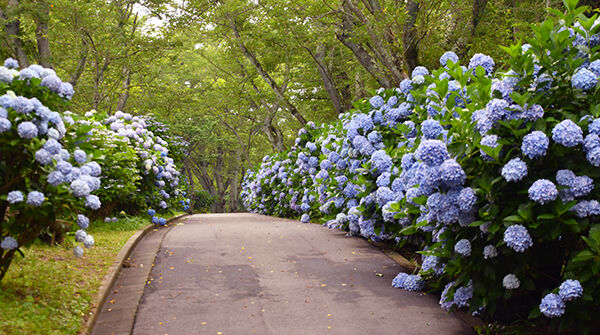 人気の紫雲出山 紫陽花 高松の星空と旬の話題 人気の紫雲出山 紫陽花 高松の星空と旬の話題