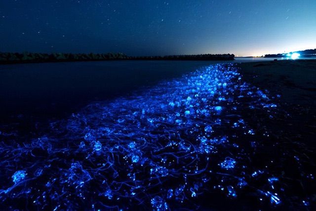 青の絶景 夜の海を照らす幻想的なホタルイカ 色彩の国