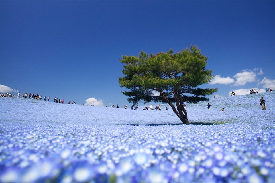 青色 : 色彩の国
