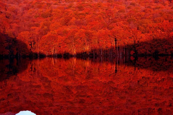 赤の絶景 朝焼けに蔦沼 つたぬま の鏡面を赤一色に染める紅葉 色彩の国 赤の絶景 朝焼けに蔦沼 つたぬま の鏡面を赤一色に染める紅葉 色彩の国