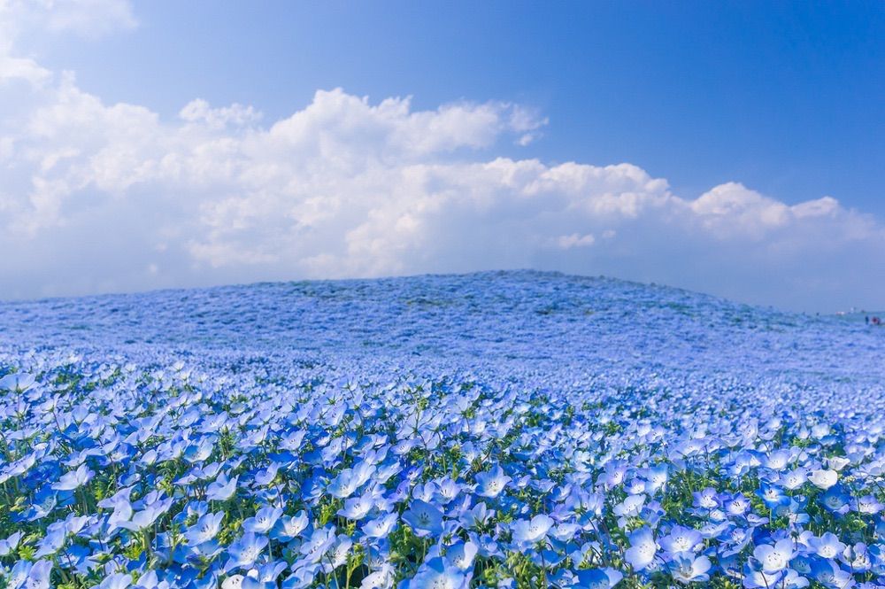 青の絶景 空より青いネモフィラの絨毯 色彩の国 青の絶景 空より青いネモフィラの絨毯 色彩の国